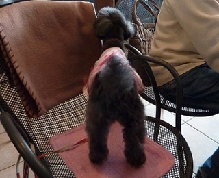 20120415わんこ2B.jpg